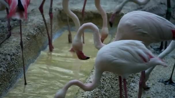 Flamencos agua potable — Vídeo de stock