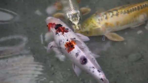 Shot of a different colour carps swimming — Stock Video