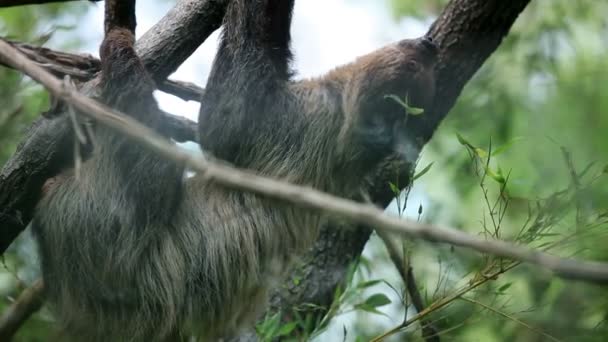 Tembellik ağacı dalları üzerinde yavaş yavaş climibng — Stok video