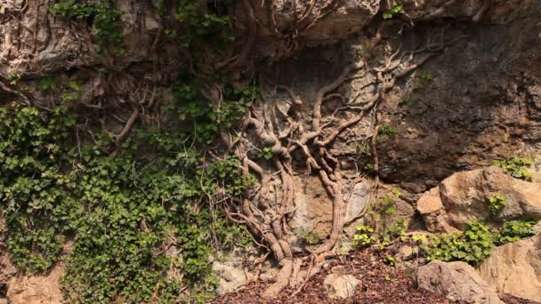 Tiro composto das raízes de uma árvore velha com alguma hera crescendo nas raízes — Vídeo de Stock