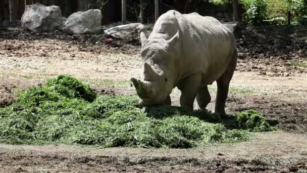 Tiro de um rinoceronte comendo grama — Vídeo de Stock