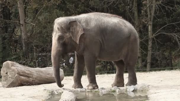 Elefant i zoo promenader — Stockvideo