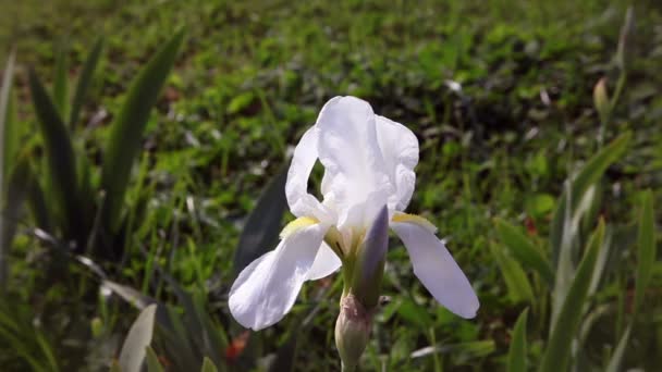 La flor de Iris en el viento — Vídeos de Stock