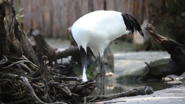 Pájaro grande buscando comida — Vídeos de Stock