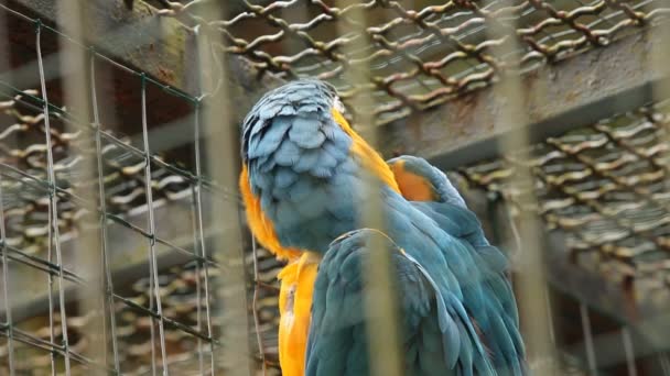 Ljubljana hayvanat bahçesinde ara papağan. — Stok video