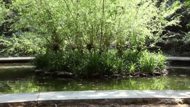 Shot of the young women feeding the fishes — Stock Video