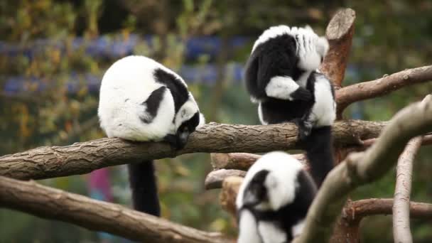 Singes au zoo de Ljubljana .