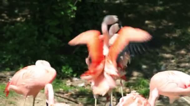 Twee flamingo vechterij snavels en vleugels — Stockvideo