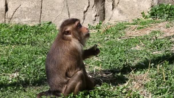 Macaco sentado na grama e comer — Vídeo de Stock