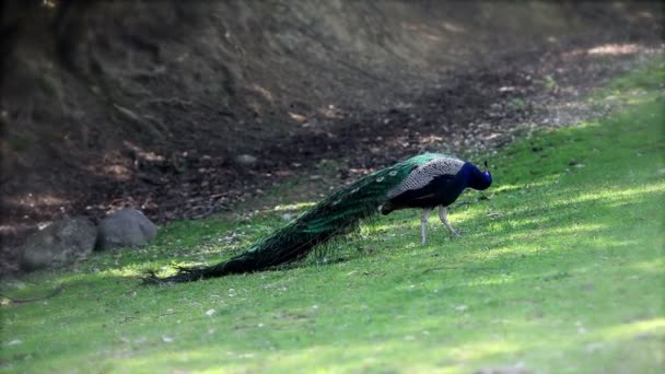 Pfau läuft umher — Stockvideo