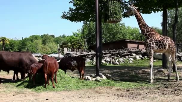 Animales en safari comiendo mientras los coches están conduciendo — Vídeo de stock