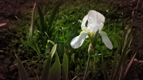 Mulher mão tocando flor de Iris — Vídeo de Stock