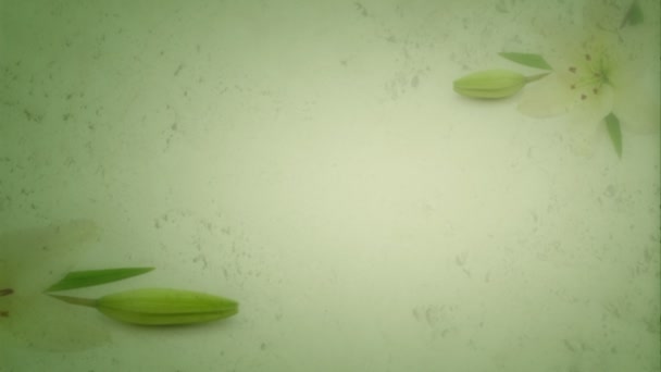 动画处理日益增长的硬朗和背景中的百合花 — 图库视频影像