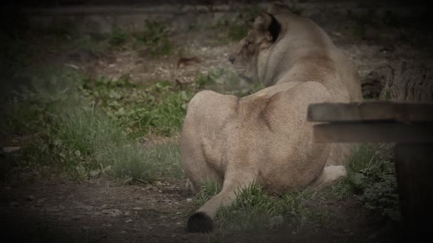 Leona en el zoológico acostada — Vídeo de stock
