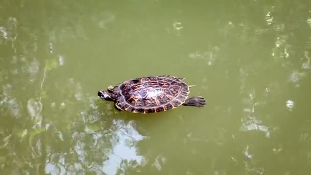 Постріл черепахи, що плаває в ставку — стокове відео