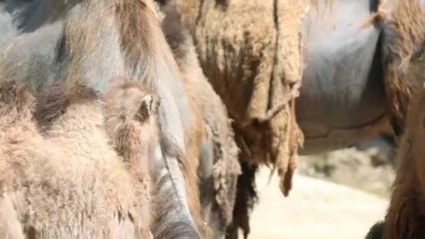 Camelos comendo gras enquanto camelos bebê estão correndo por aí — Vídeo de Stock