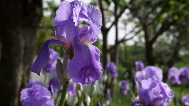 Cerca de la flor de un iris — Vídeos de Stock