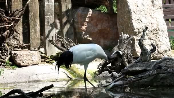 Fågel stående i vatten och söka efter mat — Stockvideo