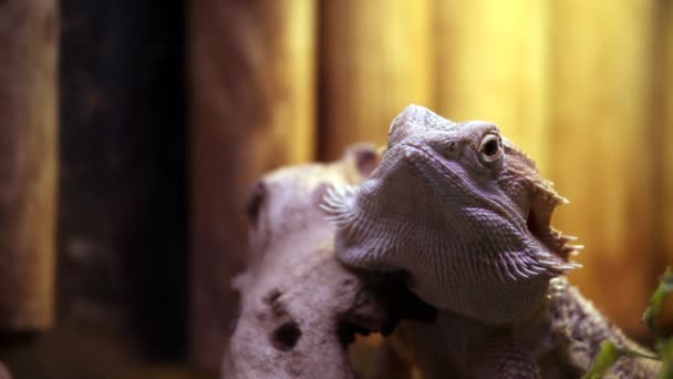 Iguana mirando — Vídeo de stock