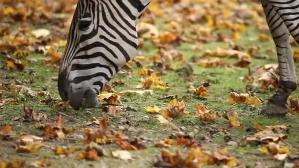 Zebra comendo grama — Vídeo de Stock