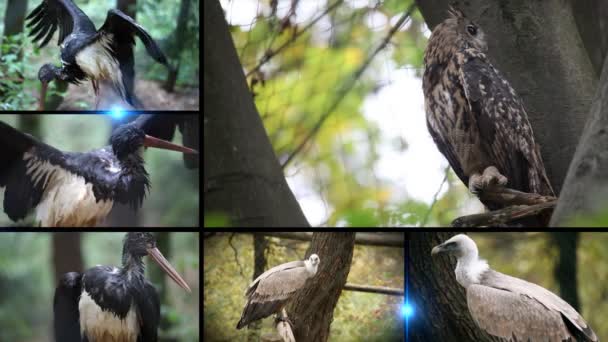 Διαφορετικά πουλιά στο ζωολογικό κήπο της Λιουμπλιάνα. — Αρχείο Βίντεο