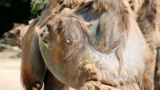 Chameaux mangeant de l'herbe et regardant autour 