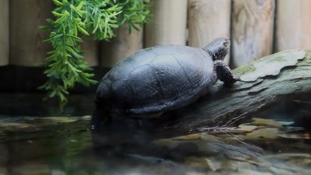 Черепаха отдыхает — стоковое видео