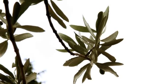 Of the olive tree branch — Stock Video