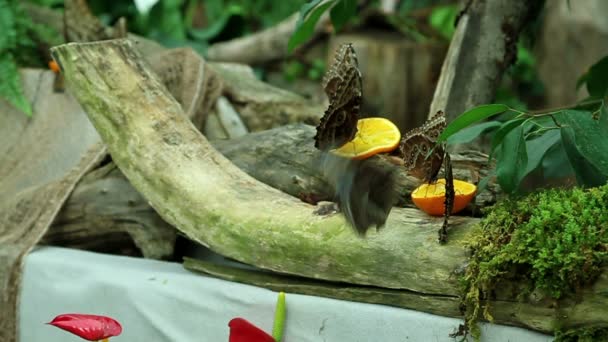 Mariposas comiendo — Vídeos de Stock