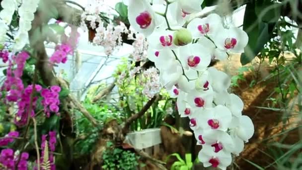 Weiße Orchidee — Stockvideo