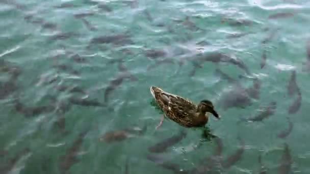 Shoal of fishes and ducks swimming — Stock Video