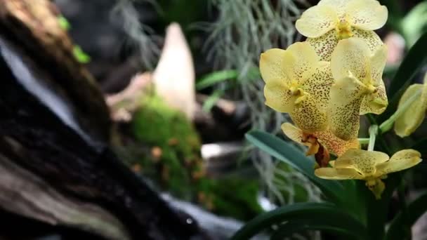Beautiful yellow orchid's blossom — Stock Video