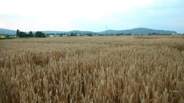 Campo dourado — Vídeo de Stock