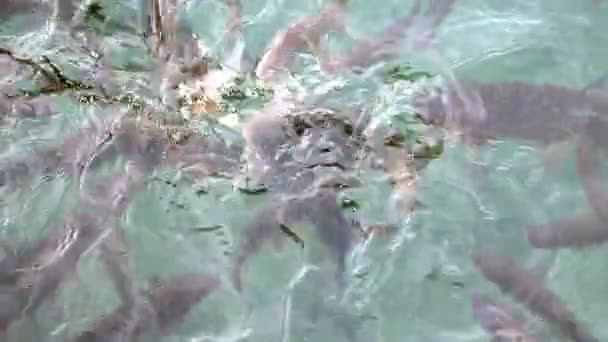 Shoal de poissons et un canard nageant dans le lac — Video