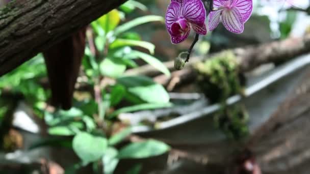 Mooie roze orchid — Stockvideo