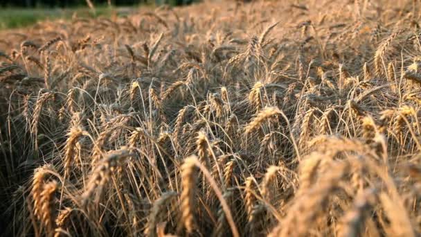 Поле с созревшей пшеницей — стоковое видео