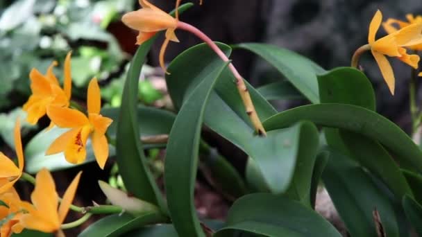 Nice yellow orchid — Stock Video