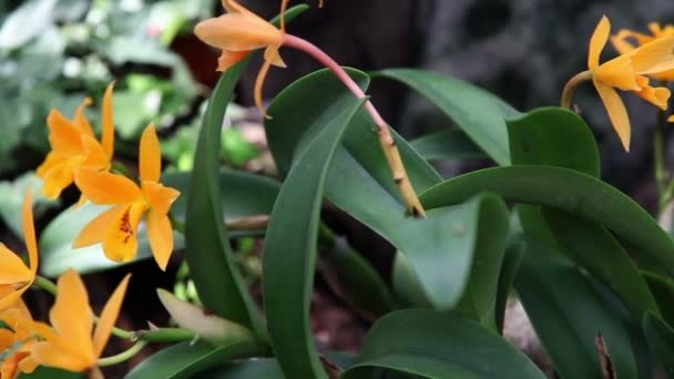 Belle orchidée jaune 