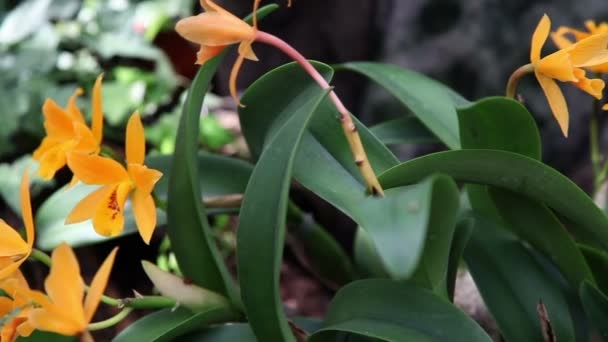 Linda orquídea amarilla — Vídeo de stock