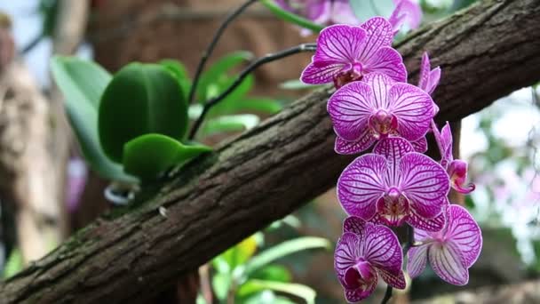 Grupo de orquídeas rosadas — Vídeos de Stock