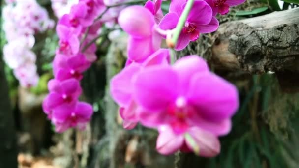 Veilchen-Orchidee — Stockvideo