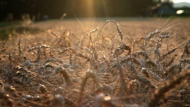 Blé mûri au coucher du soleil — Video