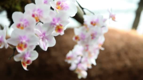 Hermosa orquídea — Vídeos de Stock