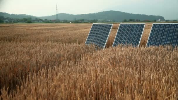 Niña en un campo de grano — Vídeos de Stock