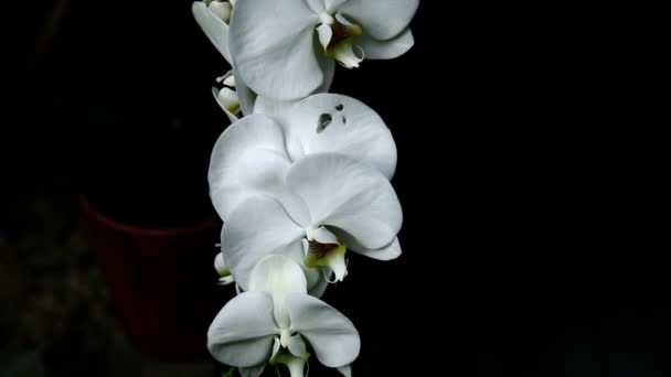 Flor de orquídea blanca — Vídeos de Stock