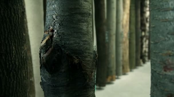 Стовбури дерев, виставлені в музеї — стокове відео