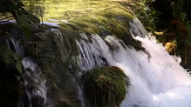 Ormanda Rapids — Stok video