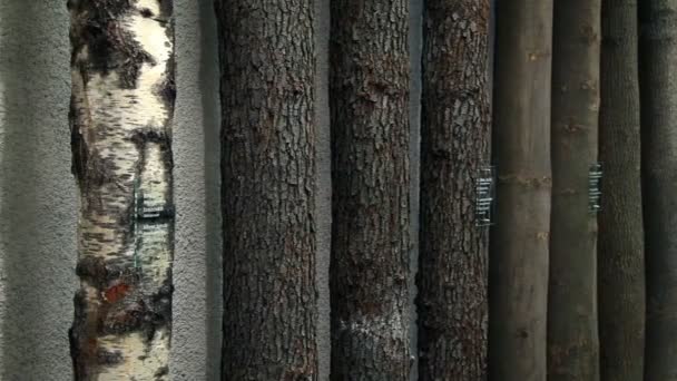 Troncos de árbol exhibidos — Vídeo de stock