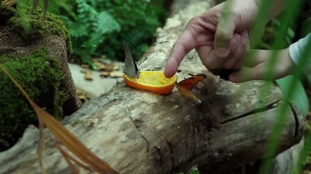 Mehrere Schmetterlinge, die Orange essen — Stockvideo
