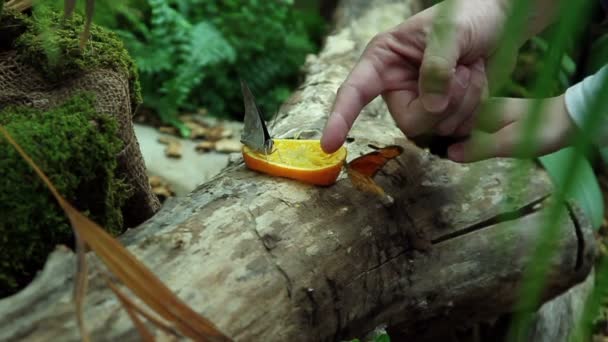 Several butterflys eating orange — Stock Video